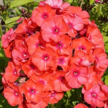 Флокс Персиковый джем (Друммонда)