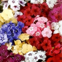 Флокс Праздничный салют смесь