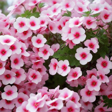 Флокс Чаровница розовая (Друммонда)