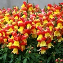 Антирринум Флорал Шауэрс Биколор Красно-желтый F1 (Львиный зев)