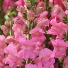 Антирринум Флорал Шауэрс Розовый F1 (Львиный зев)