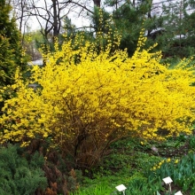 Форзиция Золото весны (пониклая)