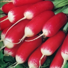 Редис Французский Завтрак