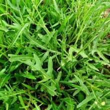 Двурядник Стрелы Купидона тонколистный