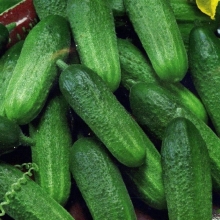 Огурец Клавдия F1