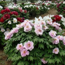 Пион древовидный Микс (большой пакет)