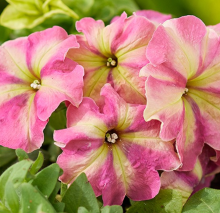 Петуния Шейк Строберри