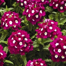 Вербена Маджента