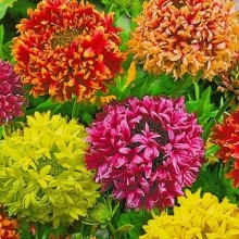 Гайлардия Лорензиана смесь