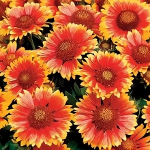 Гайлардия Остистая Забава