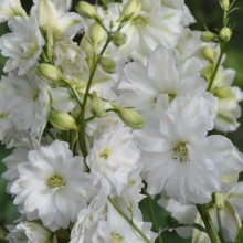 Дельфиниум Галахад культурный