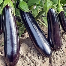 Баклажан Галактика F1