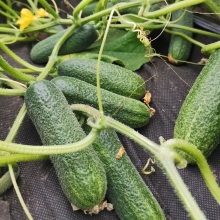 Огурец Гармония F1