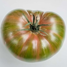 Томат Гарвард сквер