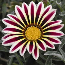 Газания (гацания) Биг кисс F1 огненно-белая