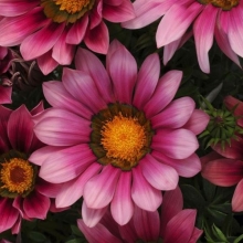 Гацания Кисс Розе (жестколистная)