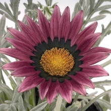 Гацания Звезды в серебре