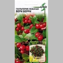 Гаультерия Вери Берри лежачая