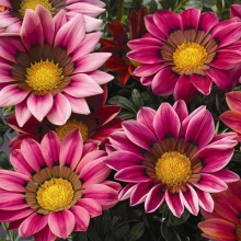 Газания (гацания) Кисс F1 Розовая