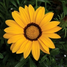 Газания (гацания) Кисс F1 Жёлтая