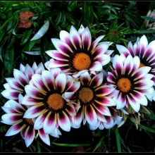 Газания (гацания) Нью Дей Роуз страйп F1