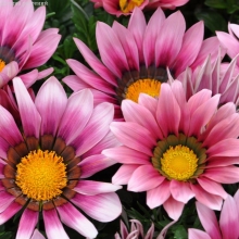 Газания (гацания) Нью Дей розовая F1