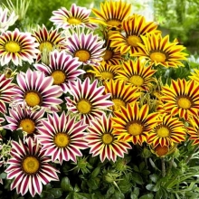 Гацания F1 Русский Размер (газания)