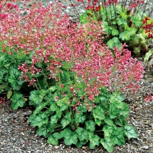 Гейхера Брессингхема (гибридная)