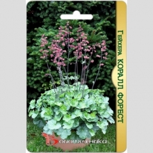 Гейхера Коралл Форест (кроваво-красная)