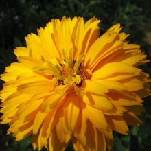 Гелиопсис Золотые шары (шероховатый)