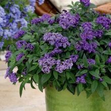 Гелиотроп Марина