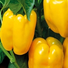 Перец Пламя желтый (большой пакет)