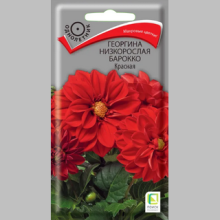 Георгина Барокко Красная