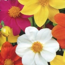 Георгина Бриджит смесь