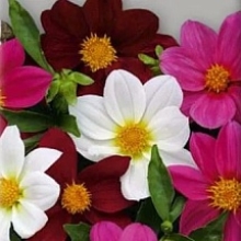 Георгина Хоровод