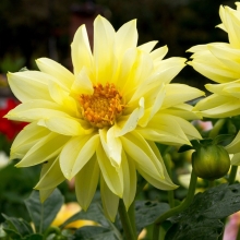 Георгина Карлсон Ело Шейдс