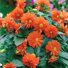 Георгина Карлсон Оранж Шейдс