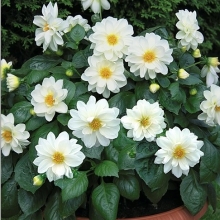 Георгина Карлсон Вайт