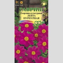 Георгина Лента пурпурная
