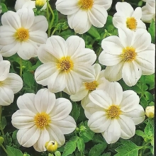 Георгина Лента серебряная