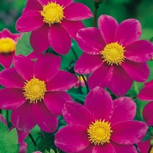 Георгина Мигнон Пурпул