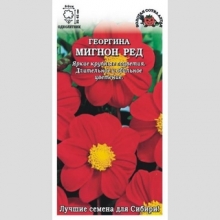 Георгина Мигнон Ред