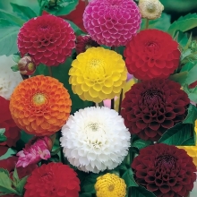 Георгина помпонная смесь