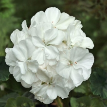 Герань Балконная перламутр F2