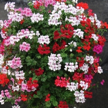 Герань Каскад Цвета (плющелистная)