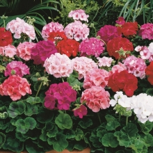Герань Балконная калейдоскоп F2 смесь сортов