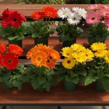 Гербера Фестиваль мини F1 смесь