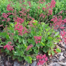 Гейхера Bressingham Hybrids кроваво-красная (большой пакет)