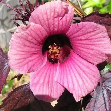 Гибискус Алый коктейль суданский