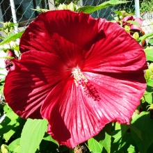 Гибискус Мускусный (темно-красный) (большой пакет)